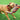 Happy pet nuts for knots extreme spoel 8 vorm tugger grijs / oranje