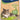 Biokat's natural care