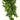 Komodo croton plant