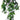 Komodo philodendron plant